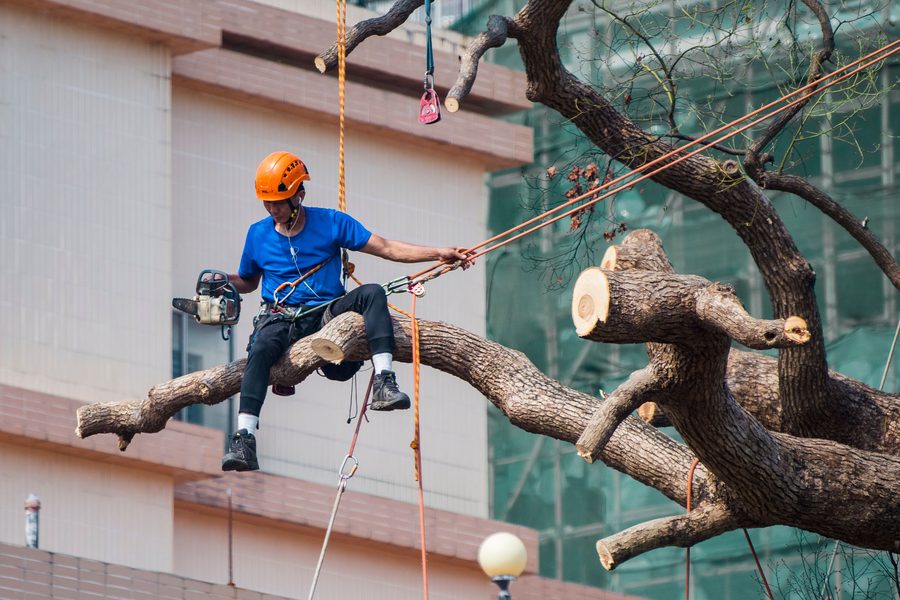 Élagueur taillant un arbre en hauteur avec une tronçonneuse